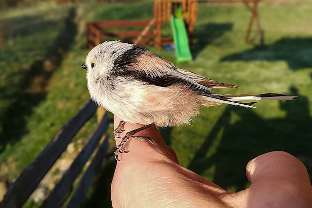 🔬 Aegithalos caudatus 🇬🇧 Long-tailed Tit 🇵🇱 Raniuszek zwyczajny