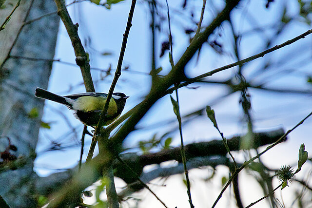 🔬 Parus major 🇬🇧 Great Tit 🇵🇱 Sikora bogatka