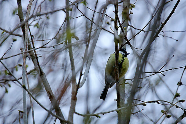 🔬 Parus major 🇬🇧 Great Tit 🇵🇱 Sikora bogatka