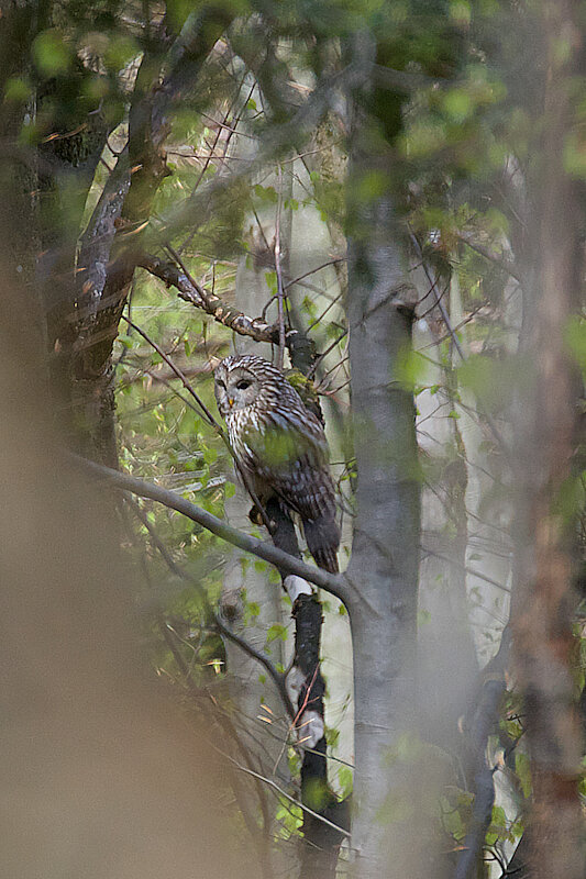 🔬 Strix uralensis 🇬🇧 Ural Owl 🇵🇱 Puszczyk uralski