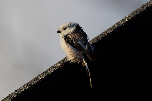 🔬 Aegithalos caudatus 🇬🇧 Long-tailed Tit 🇵🇱 Raniuszek zwyczajny