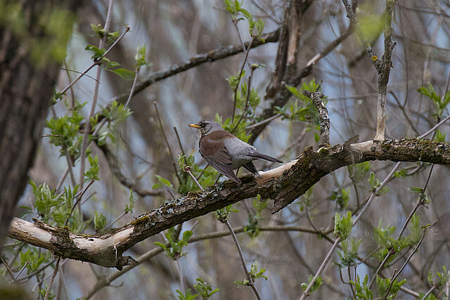 🔬 Turdus pilaris 🇬🇧 Fieldfare 🇵🇱 Kwiczoł