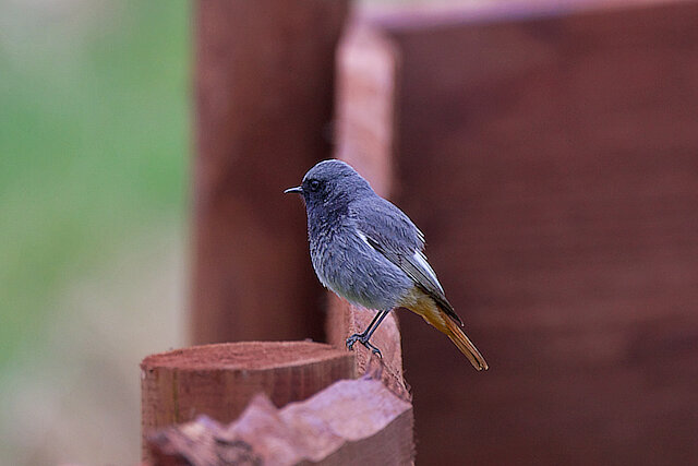 🔬 Phoenicurus ochruros 🇬🇧 Black Redstart 🇵🇱 Kopciuszek