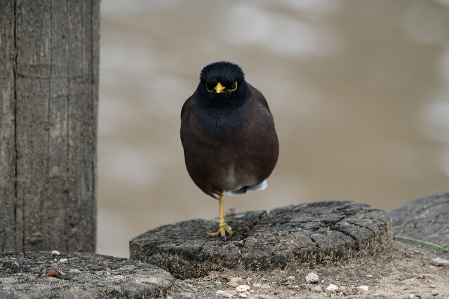 Latin: Acridotheres tristis / EN: Common Myna / PL: Majna brunatna