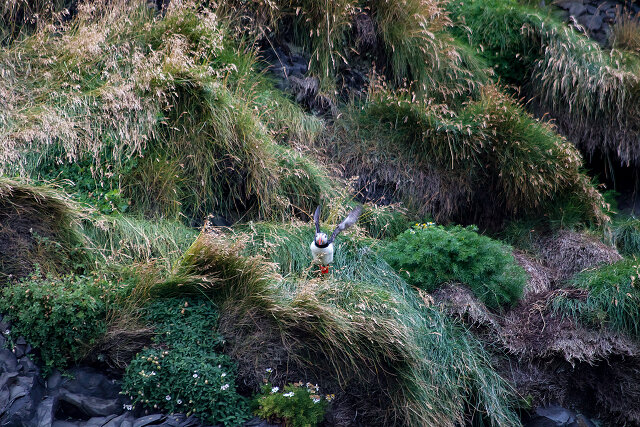 Latin: Fratercula arctica / EN: Atlantic Puffin / PL: Maskonur zwyczajny