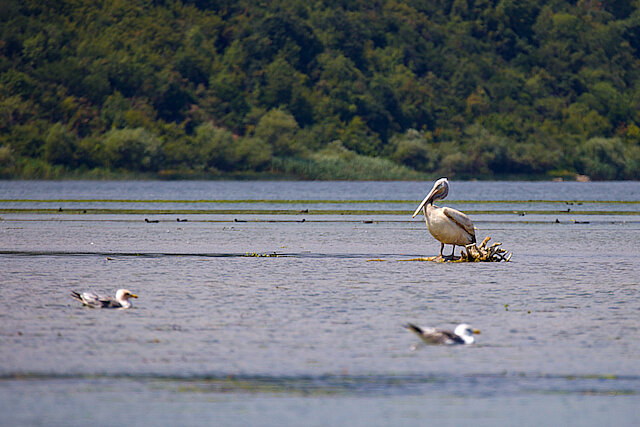 🔬 Pelecanus crispus 🇬🇧 Dalmatian Pelican 🇵🇱 Pelikan kędzierzawy
