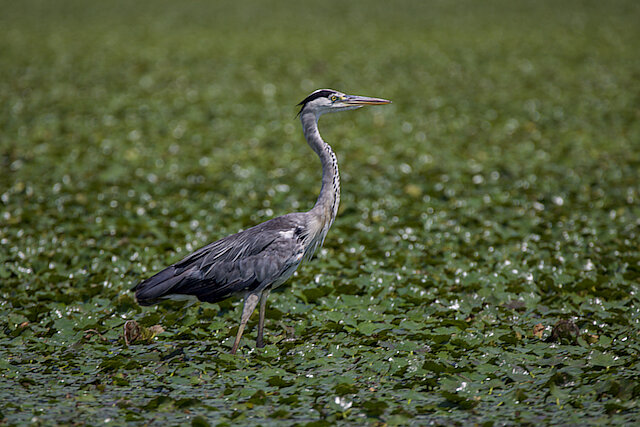 🔬 Ardea cinerea 🇬🇧 Grey Heron 🇵🇱 Czapla siwa