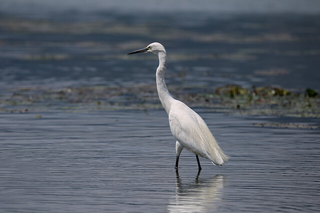 🔬 Egretta garzetta 🇬🇧 Little Egret 🇵🇱 Czapla biała
