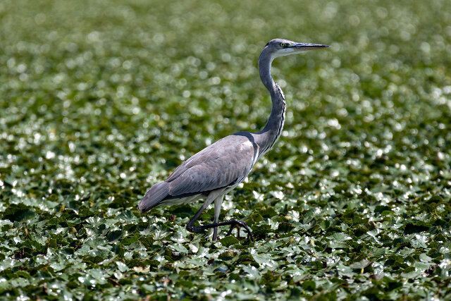 Latin: Ardea cinerea / EN: Grey Heron / PL: Czapla siwa
