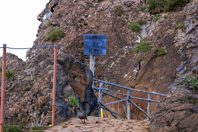 Latin: Alectoris rufa / EN: Red-legged Partridge / PL: Kuropatwa czerwononoga