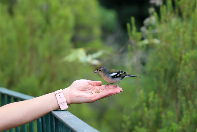 Latin: Fringilla coelebs / EN: Common Chaffinch / PL: Zięba