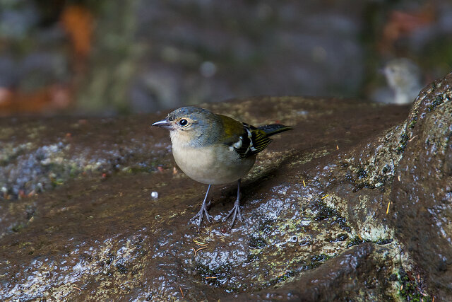 Latin: Fringilla coelebs / EN: Common Chaffinch / PL: Zięba