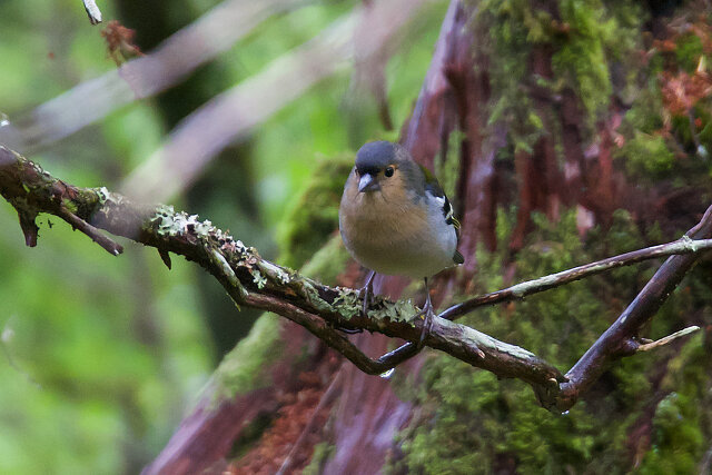 Latin: Fringilla coelebs / EN: Common Chaffinch / PL: Zięba