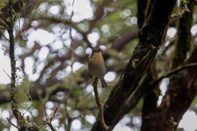Latin: Fringilla coelebs / EN: Common Chaffinch / PL: Zięba