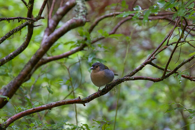 Latin: Fringilla coelebs / EN: Common Chaffinch / PL: Zięba