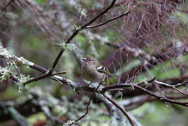 Latin: Fringilla coelebs / EN: Common Chaffinch / PL: Zięba