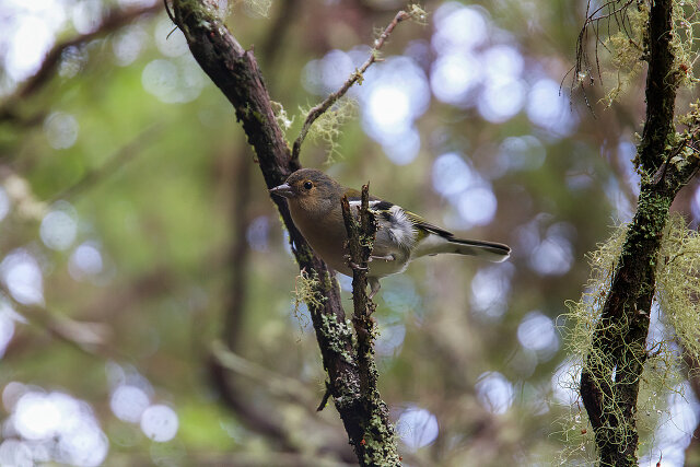 Latin: Fringilla coelebs / EN: Common Chaffinch / PL: Zięba