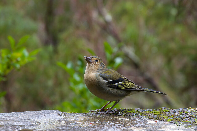 Latin: Fringilla coelebs / EN: Common Chaffinch / PL: Zięba