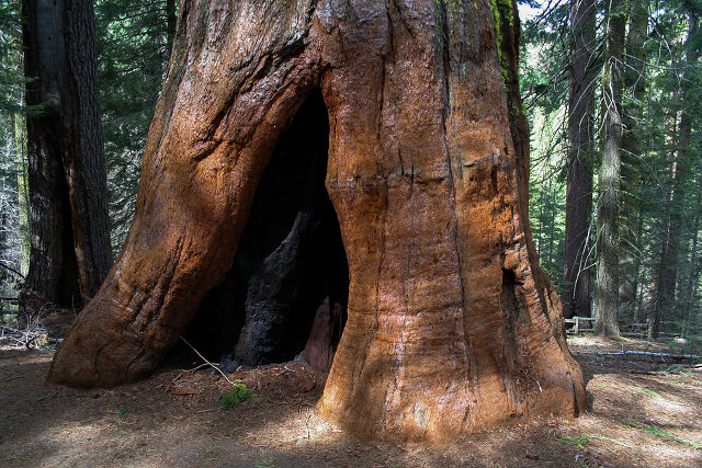 Sequoia