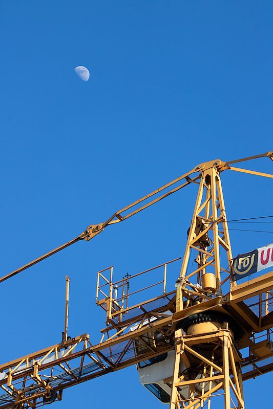 🔬 Grus grus 🇬🇧 Crane 🇵🇱 Żuraw :)