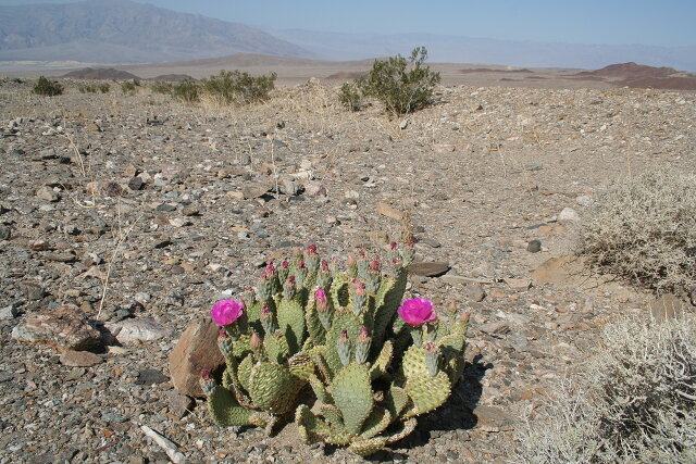 Blooming desert