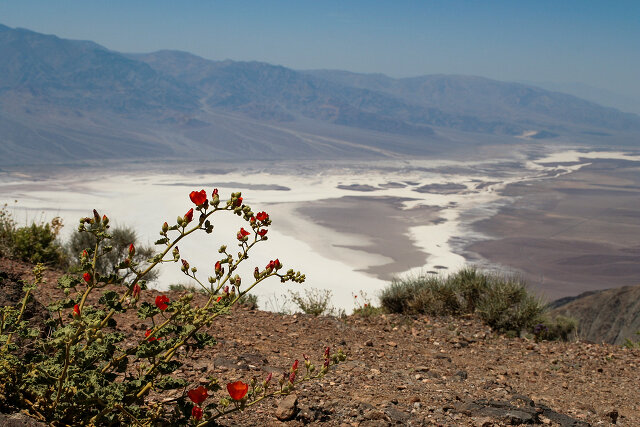 View from Dante's View