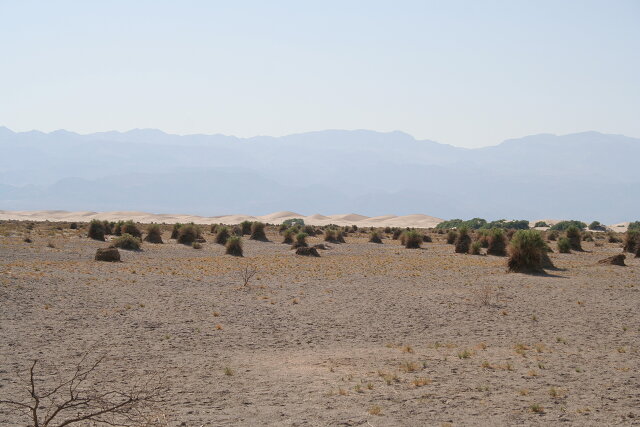 Dunes in the background
