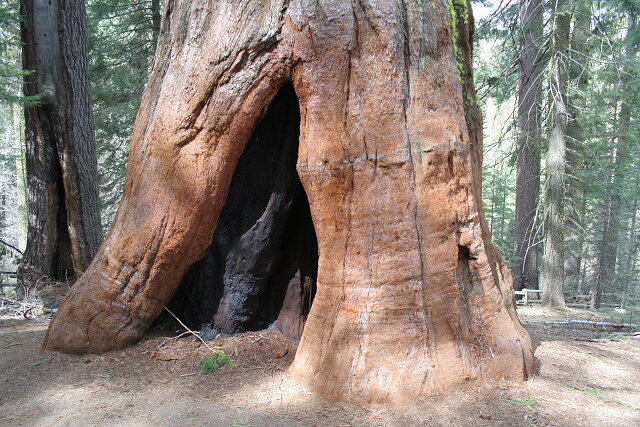 Sequoia