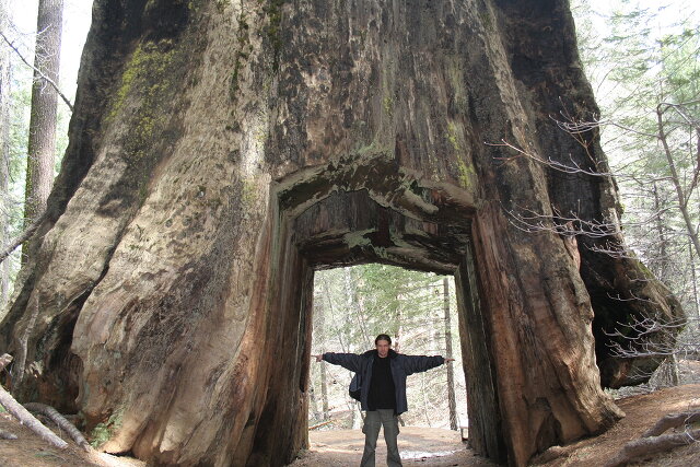 Dead Sequoia