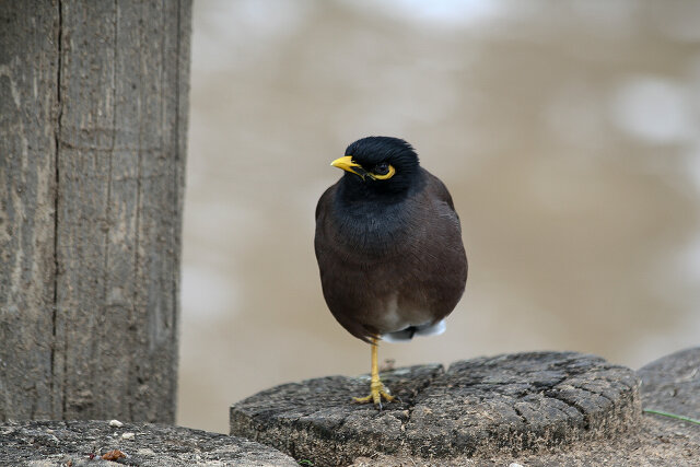 Latin: Acridotheres tristis / EN: Common Myna / PL: Majna brunatna