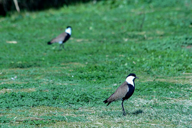 Latin: Vanellus spinosus / EN: Spur-winged Lapwing / PL: Czajka szponiasta