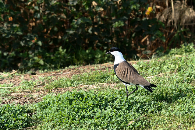 Latin: Vanellus spinosus / EN: Spur-winged Lapwing / PL: Czajka szponiasta
